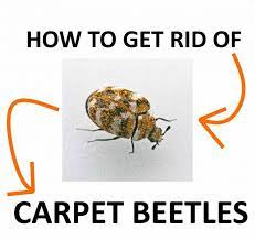 carpet beetles naturally