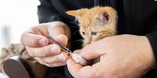 how to trim cat nails safely kansas