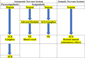 somatic nervous system an overview