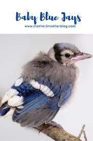 facts about baby blue jays mother 2