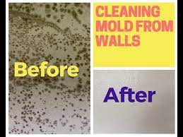 how to remove mold from walls drywall