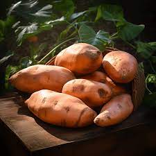 grow sweet potatoes in containers