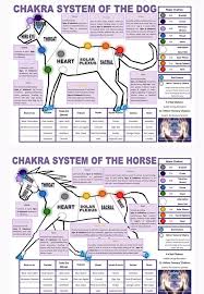 Chakra System Chart Of Your Dog Horse Call In Today To Book