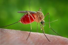 Продължителността на живот на комарите е между 4 и 8 седмици.1. Vcheni Nazvali Najsmachnishu Grupu Krovi Dlya Komariv Korrespondent Net