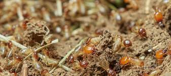 Termite Infestation In Your House
