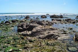 coal point tide pools california tide