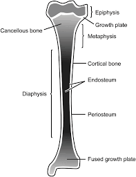 The top of this diagram shows the cross section of a generic bone with three zoom. Applied Basic Sciences Section 5 Postgraduate Orthopaedics