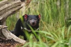 26 000 tasmanian devils pictures