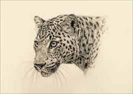 jonathan pointer leopard gallery by