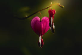 nature bleeding heart hd wallpaper by