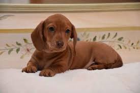 Browse dachshund puppies for sale from 5 star breeders with uptown puppies. Dachshund Puppies For Sale Jacksonville Fl 212809