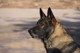 This breed is large, agile, and strong. Akc Sable German Shepherd Puppies Inland Gsd Breeder Southern California