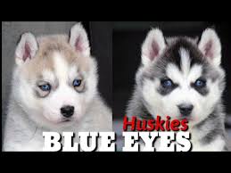 Forever husky is a 501(c)3 non profit charitable organization that aims to improve the quality of. Blue Eyes Siberian Husky Puppies Playing Video Top Quality Healthy Registered Guaranteed Purebreeds Flipboard