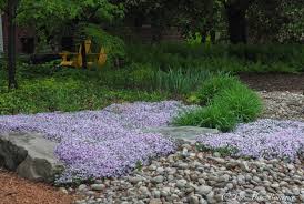 creeping phlox ideal ground cover for