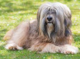 The tibetan terrier loves to bark and it takes a strong leader to quiet her down and keep her under control. Learn About Rescuing Tibetan Terriers Rescue Pledge
