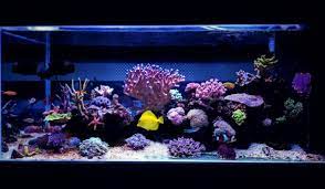 corner fish tank ideas to enhance your