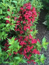 General botanical characteristics ribes sanguineum is a twiggy deciduous shrub less than 4 meters high. Weigela Weigela Cultivar Your Shrub Looks Like A Weigela This Usually Grows Up To 2 Meters High And Wide Eventually Produ Weigela Red Prince Plants Shrubs