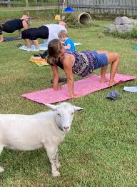 yoga trends thrive with goats wine and