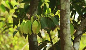 ashok tree facts benefits grow and