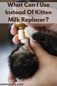 homemade kitten milk replacer