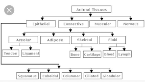 Classification Of Animal Tissue Please I Need Urgently