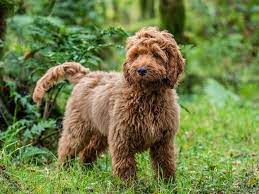 48 poodle mi which cross breed is