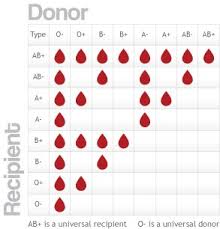 74 Punctilious Blood Group Flow Chart