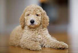 toy poodle a complete guide to the