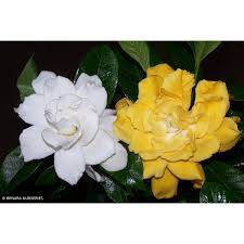 Gardenia White Gold Pbr
