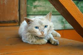 128% of cats ages 11 to 14 show signs of dementia, and the number goes up to 50% in cats 15 years and older. Dementia In Cats Symptoms Diagnosis Treatment We Re All About Cats