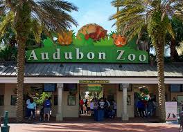 new orleans with kids visit audubon zoo