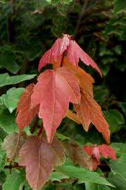 summer red maple trees free