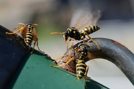 get rid of wasp nests without chemicals