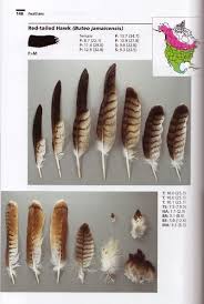 Review Bird Feathers A Guide To North American Species