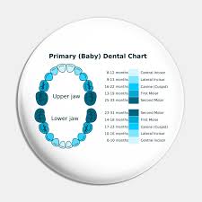 Limited Edition Exclusive Primary Dental Chart
