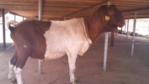 Image result for damascus goat