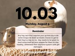 are hay racks safe for guinea pigs