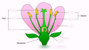Flowers can have male parts, female parts or both; Diagram Insect Pollinated Flower Diagram Quizlet