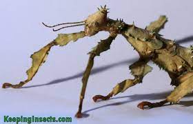 giant ly stick insect extatosoma