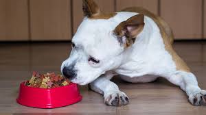 7 best dog food for pit bulls what to