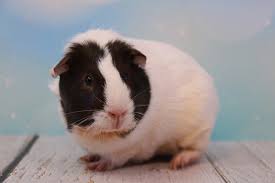 Can guinea pigs eat too much vitamin c? Best Sources Of Vitamin C For Your Pet Guinea Pig Face Foundation Blog