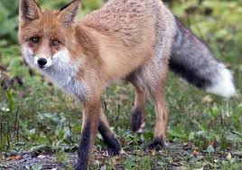 Image result for foxes at the temple mount