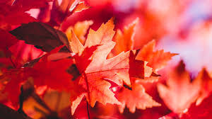 oa28 maple leaf flower red fall autumn