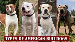 5 diffe types of american bulldogs