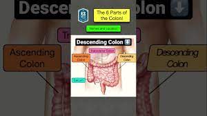 large intestine colon anatomy diagram