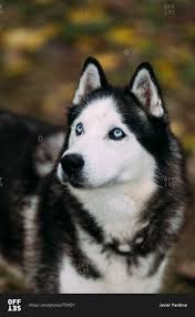 portrait of a siberian husky dog with