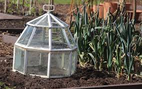 Protect Plants In Winter Cloches Cold