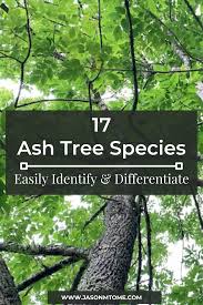 17 ash tree species how to easily