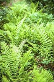 garden ferns how to grow and care for