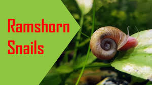 The only species that i have that unlike many familiar aquarium snails, the assassin snail lays eggs individually, in small, translucent. Ramshorn Snails Breed Them Or Kill Them Youtube